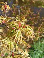 Acer palmatum cv Hoshi Kuzu (fam Aceracees) (Photo F. Mrugala) (5)